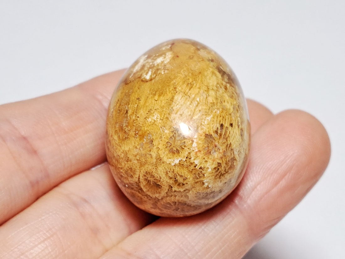 フォッシルコーラル (サンゴ化石) タンブル