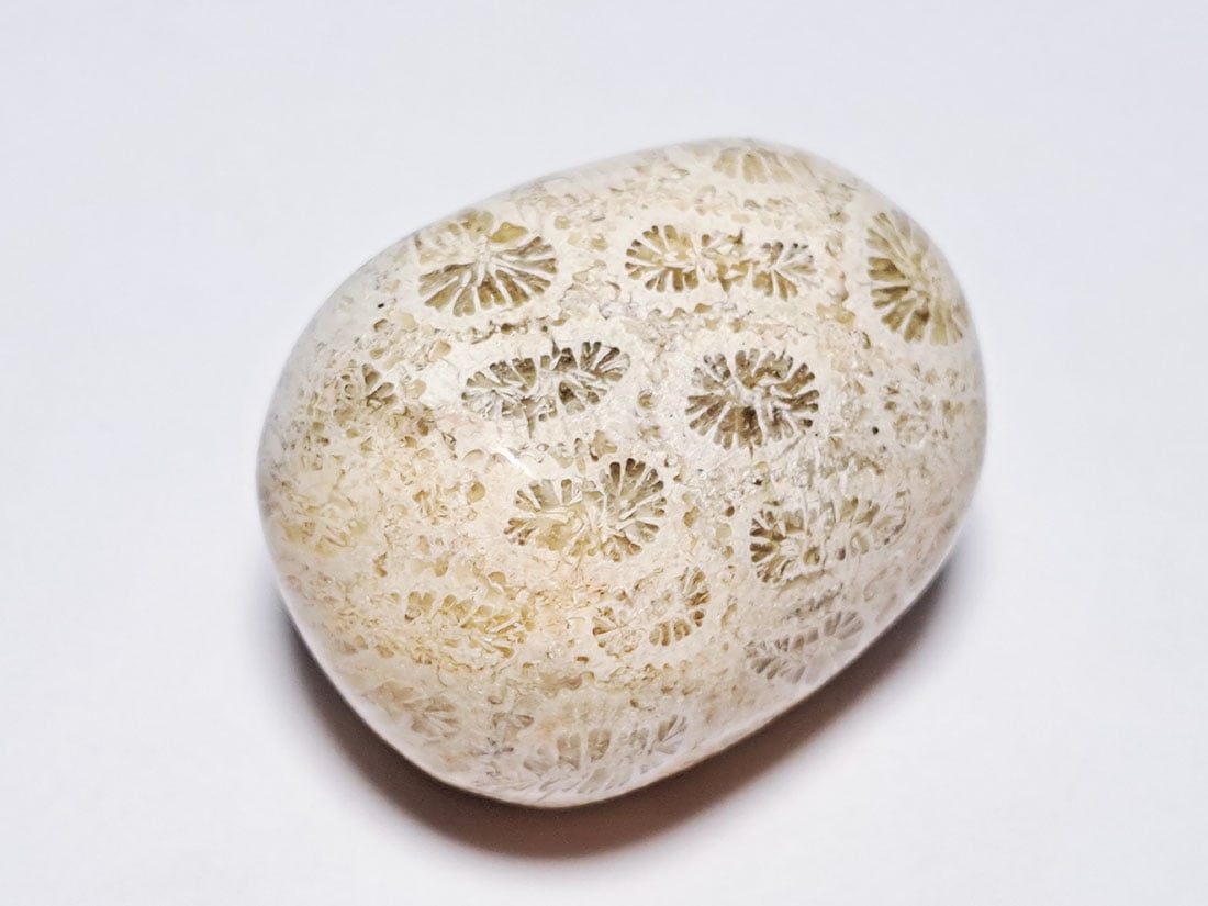 フォッシルコーラル (サンゴ化石) タンブル