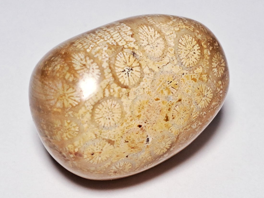 フォッシルコーラル (サンゴ化石) タンブル