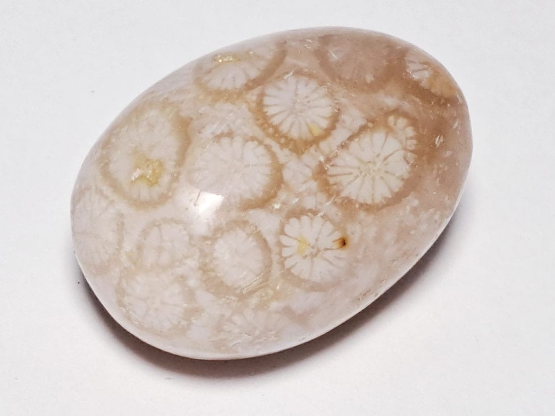 フォッシルコーラル (サンゴ化石) タンブル