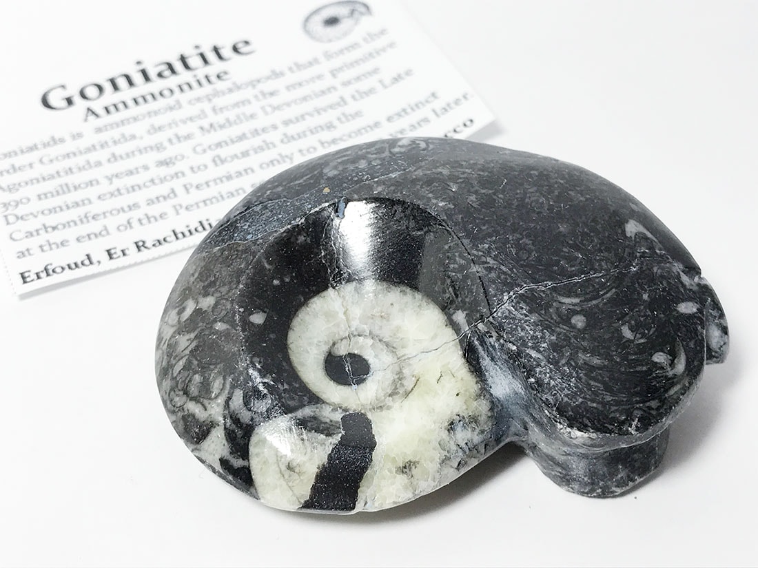 モロッコ産 アンモナイト化石ポリッシュ/Ammonite Goniatite