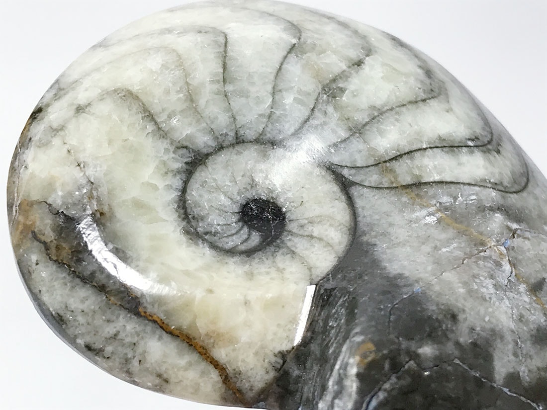 モロッコ産 アンモナイト化石ポリッシュ/Ammonite Goniatite
