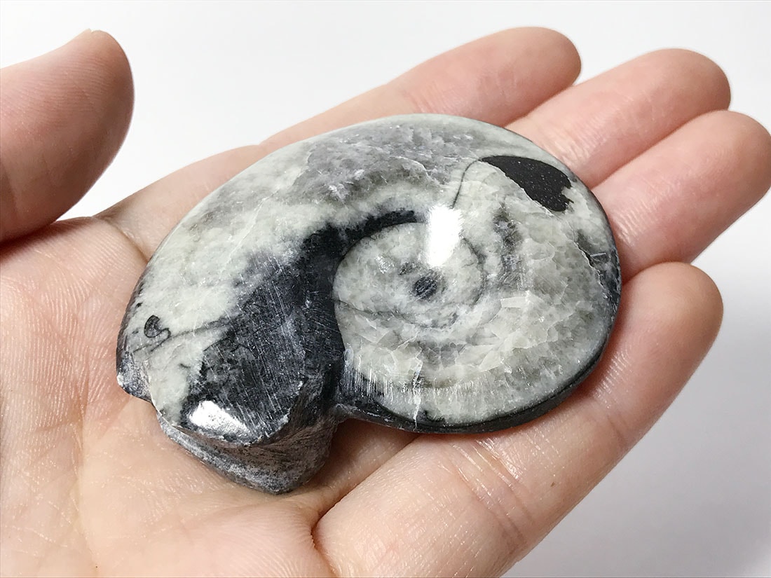 モロッコ産 アンモナイト化石ポリッシュ/Ammonite Goniatite