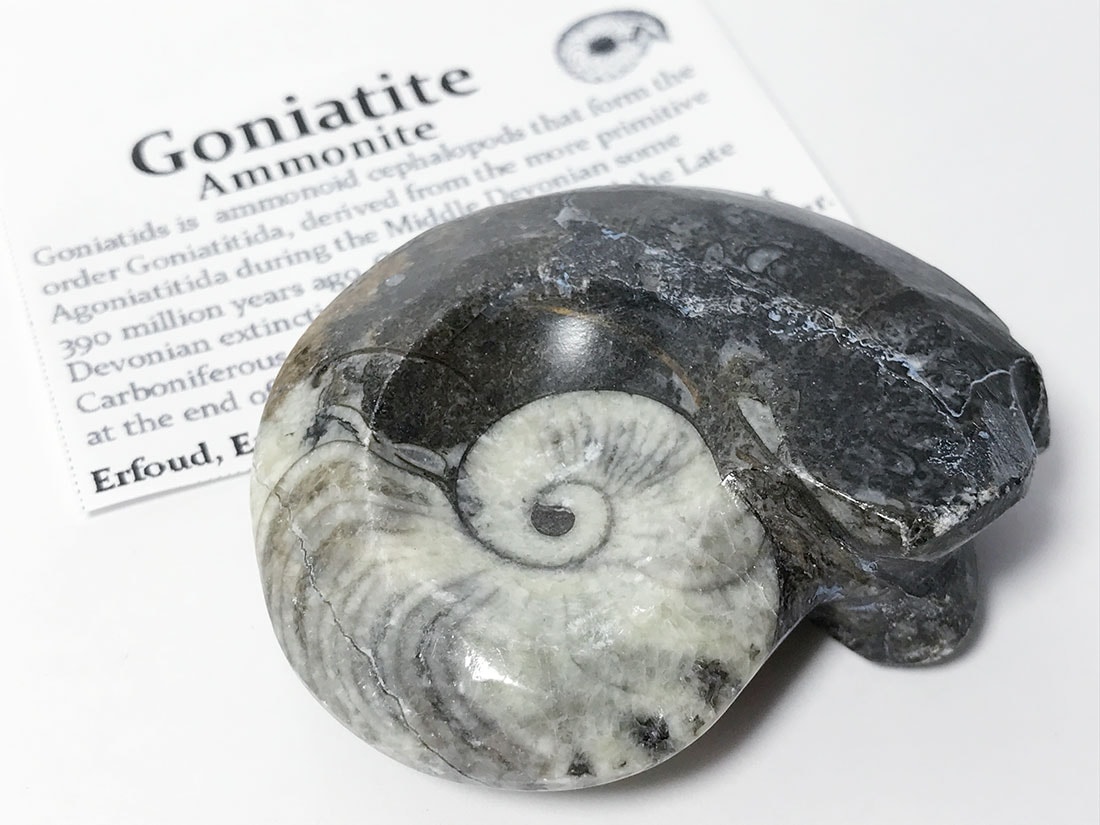 モロッコ産 アンモナイト化石ポリッシュ/Ammonite Goniatite