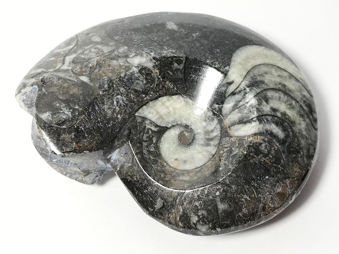 モロッコ産 アンモナイト化石ポリッシュ/Ammonite Goniatite