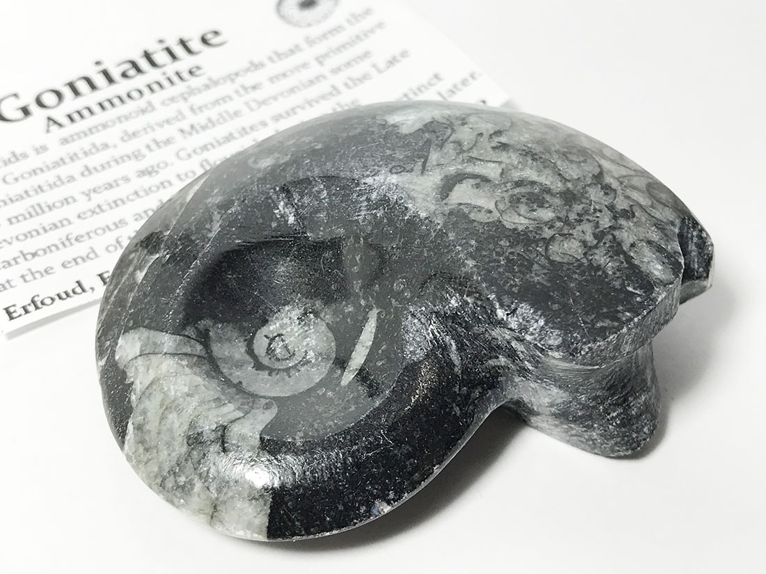 モロッコ産 アンモナイト化石ポリッシュ/Ammonite Goniatite