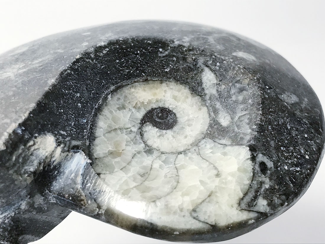 モロッコ産 アンモナイト化石ポリッシュ/Ammonite Goniatite