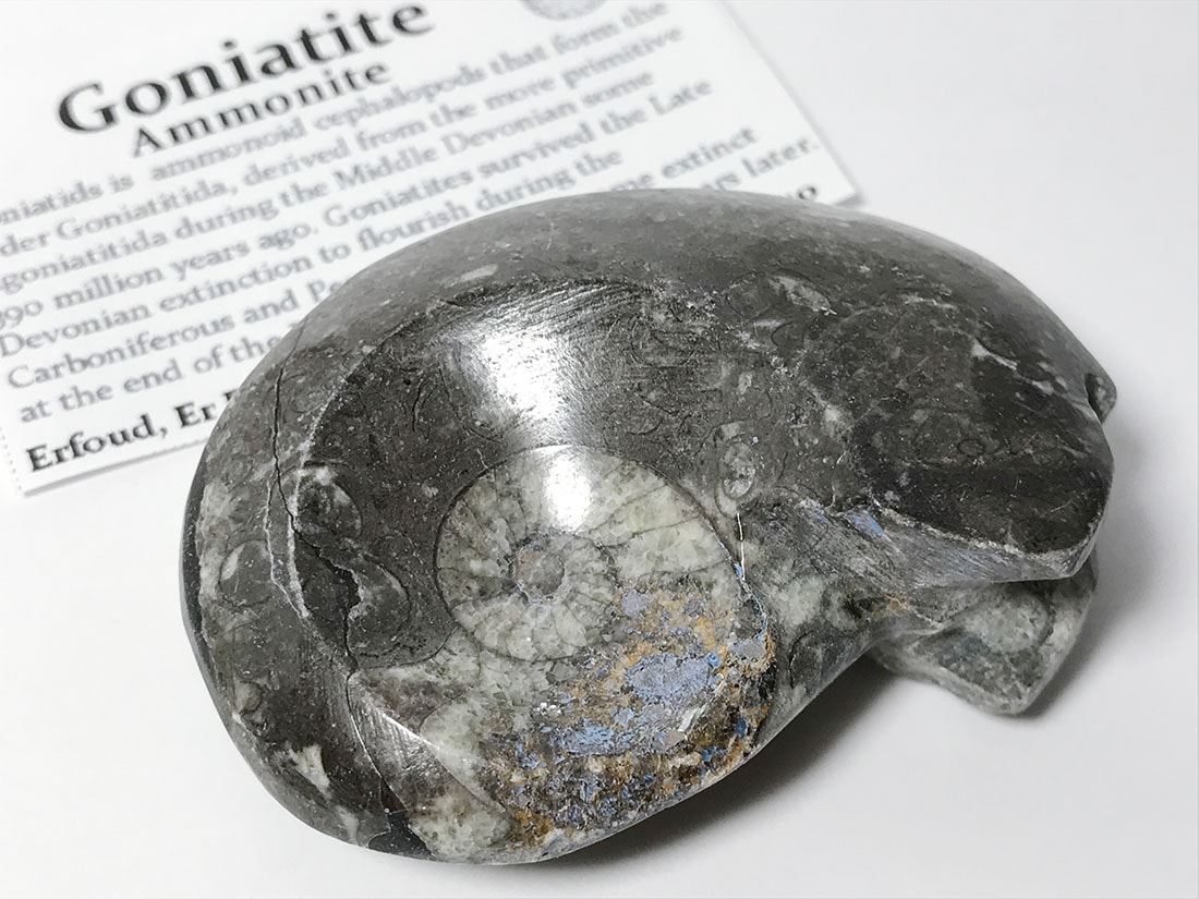 モロッコ産 アンモナイト化石ポリッシュ/Ammonite Goniatite