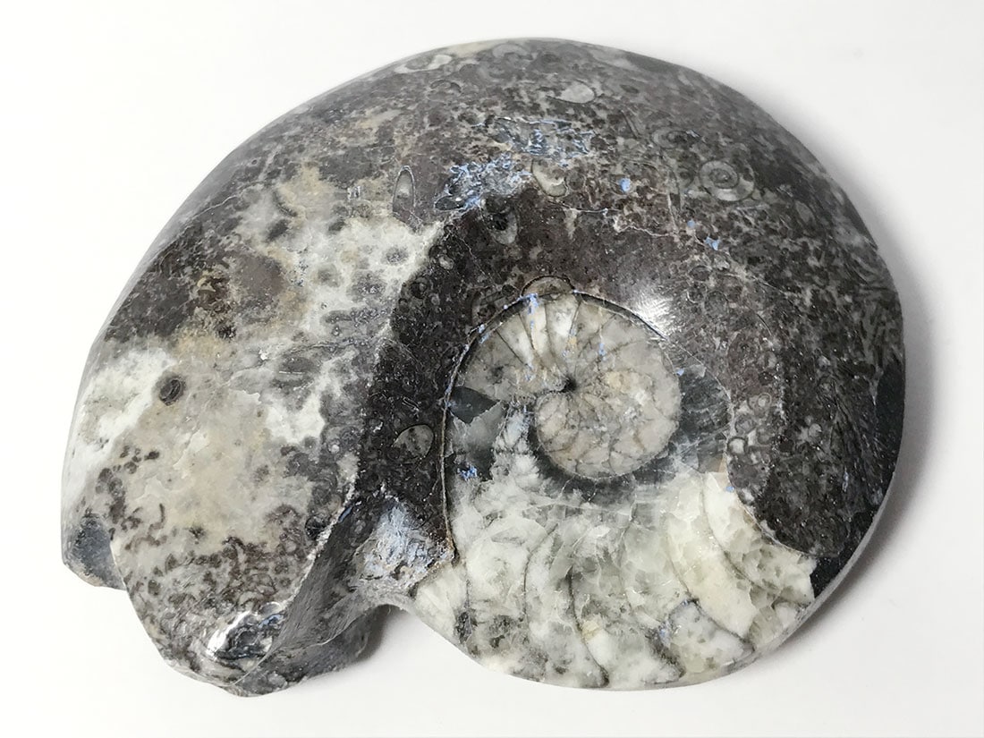 モロッコ産 アンモナイト化石ポリッシュ/Ammonite Goniatite