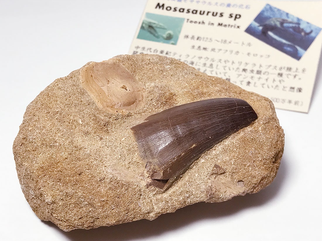 モササウルス歯の化石/Mosasaurus sp Tooth in Matrix