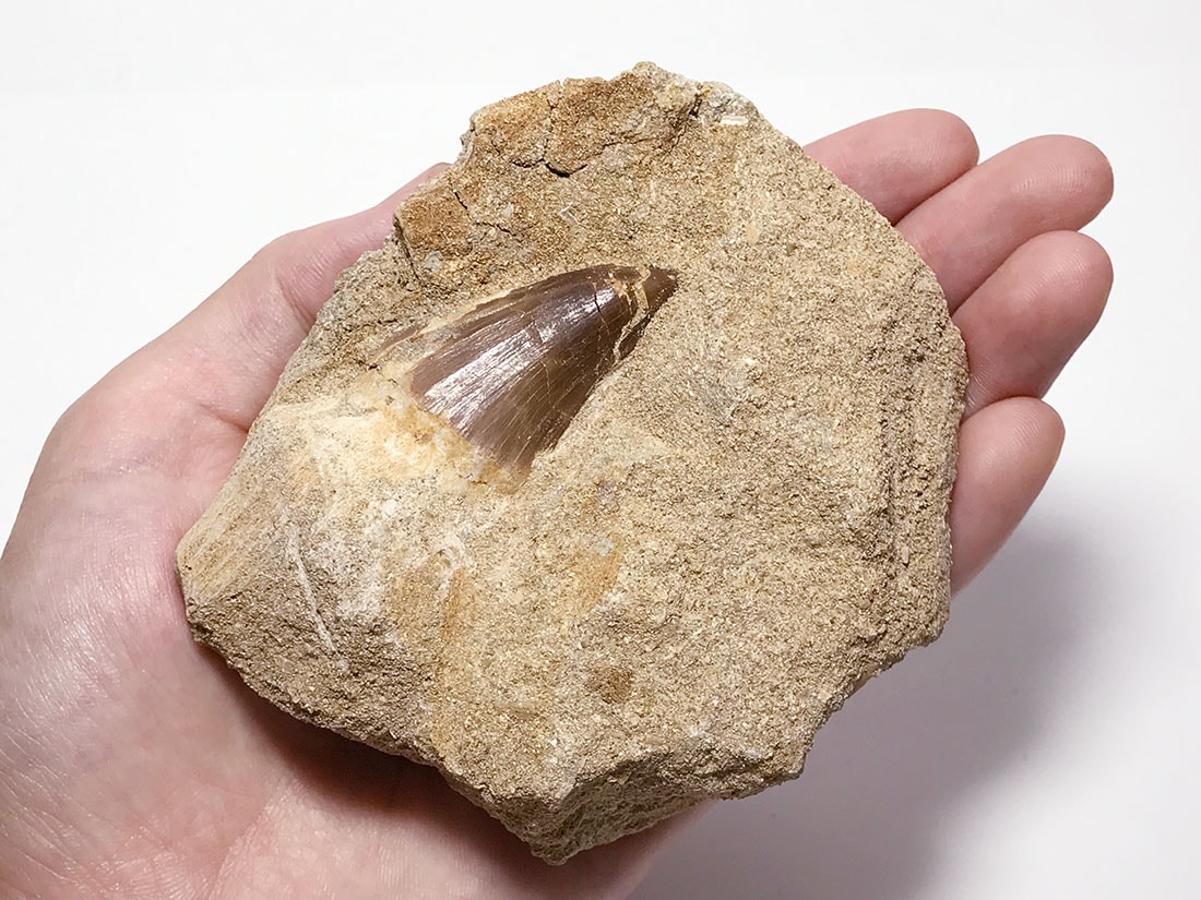 美品　モササウルスの顎　化石　モロッコ産 美品 モササウルスの顎 化石 モロッコ産 【公式通販】