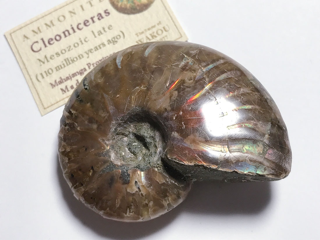 マダガスカル産アンモナイト化石/Ammonite Cleoniceras