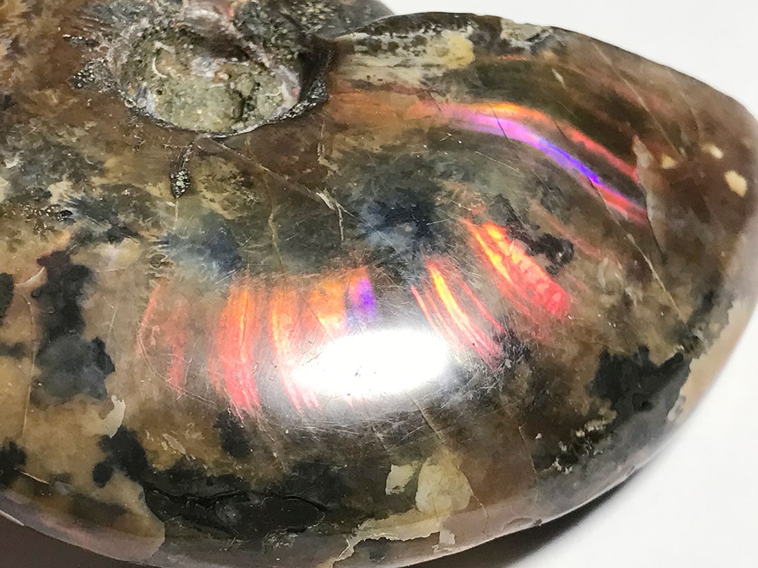 マダガスカル産アンモナイト化石/Ammonite Cleoniceras