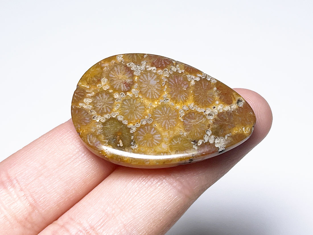 フォッシルコーラル（サンゴ化石） ルース