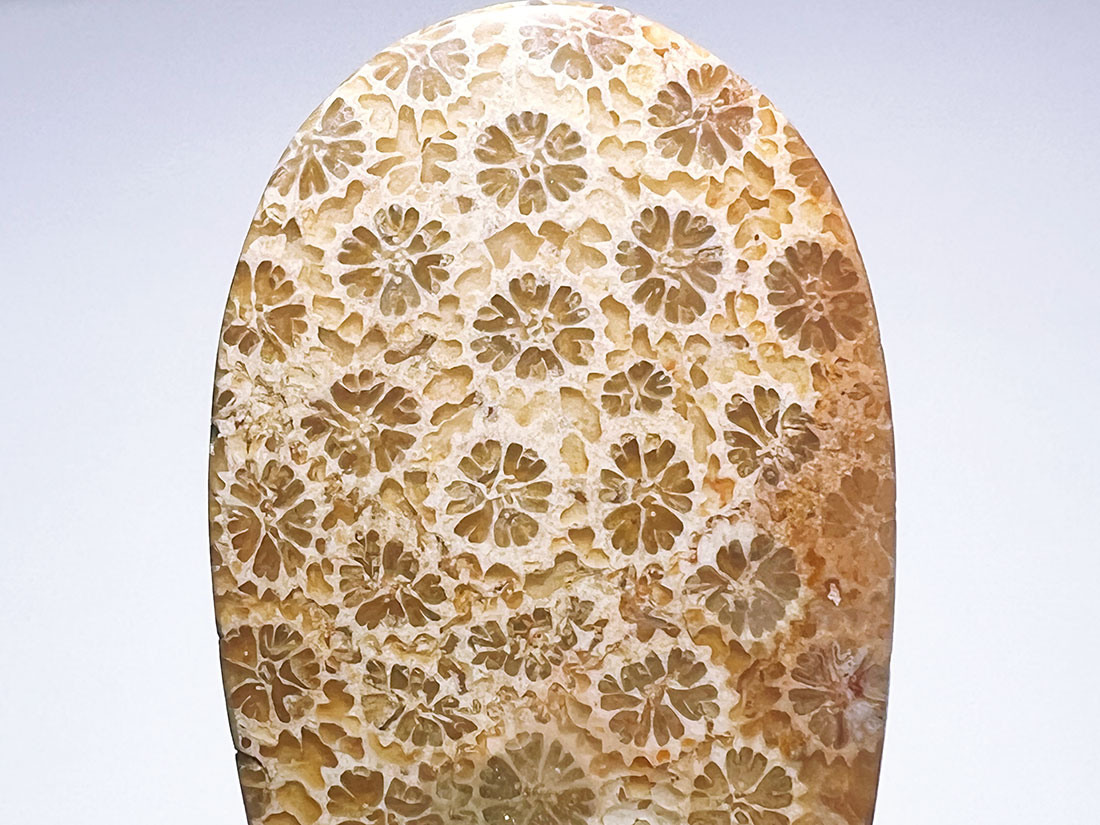 フォッシルコーラル（サンゴ化石） ルース