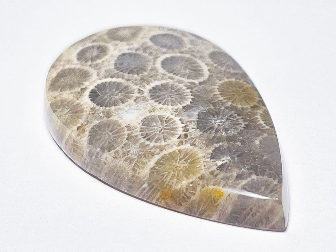 フォッシルコーラル（サンゴ化石） ルース