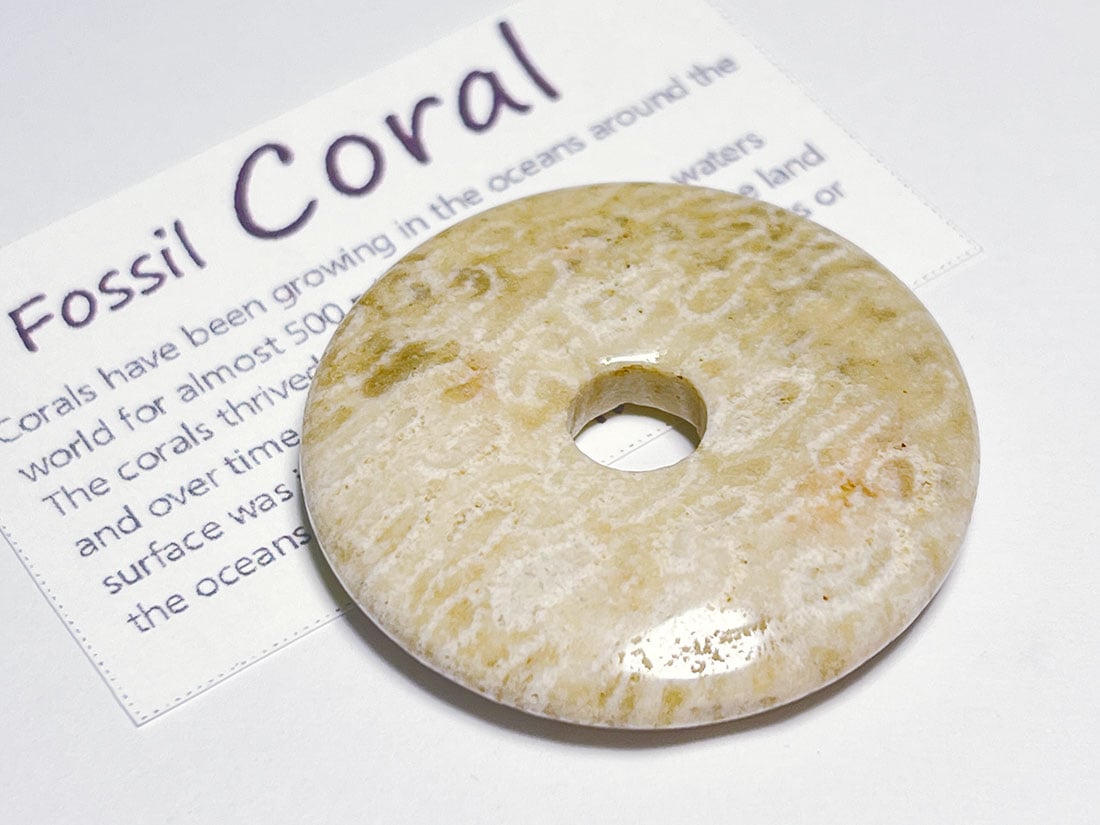 フォッシルコーラル（サンゴ化石） ルース