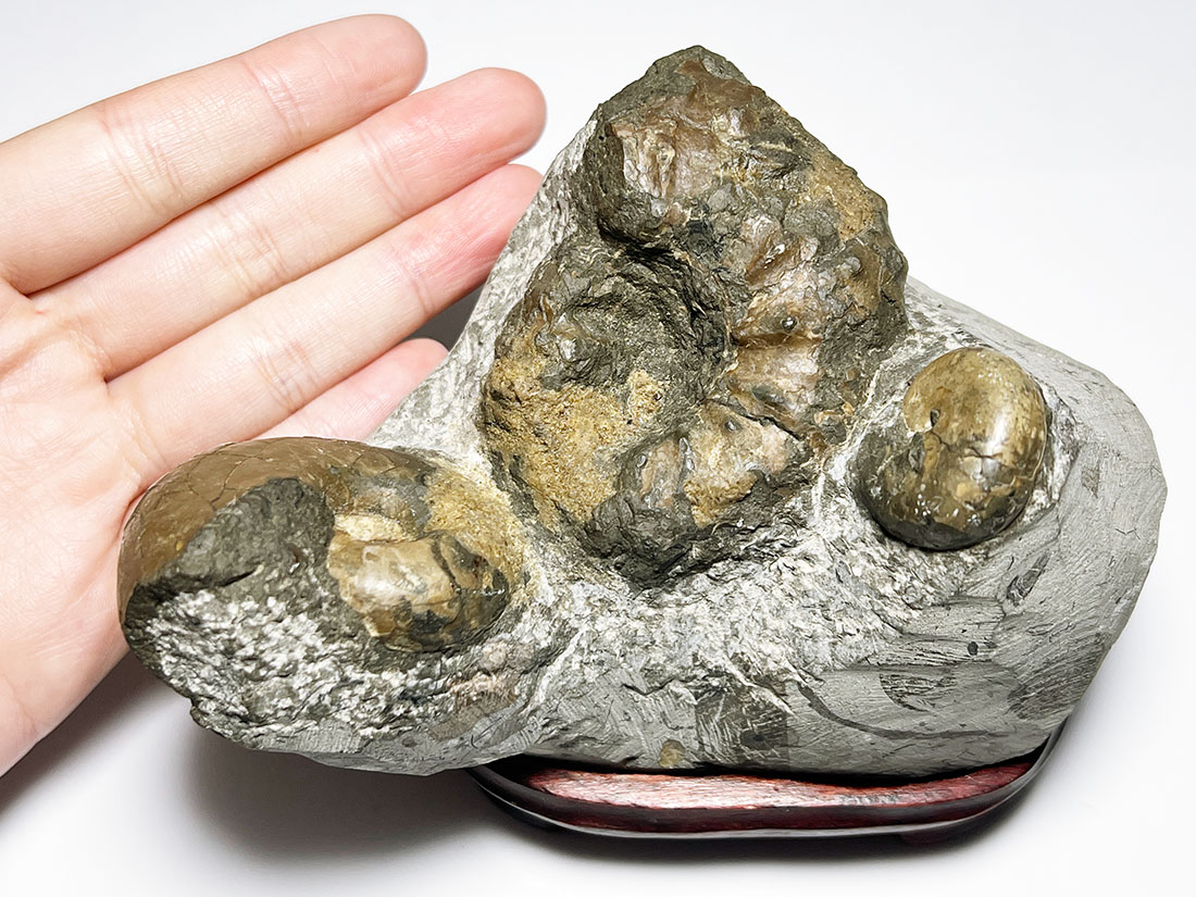 北海道産　アンモナイト　化石 立派！堂々たる風格が備わった北海道産のアンモナイト（Ammonite