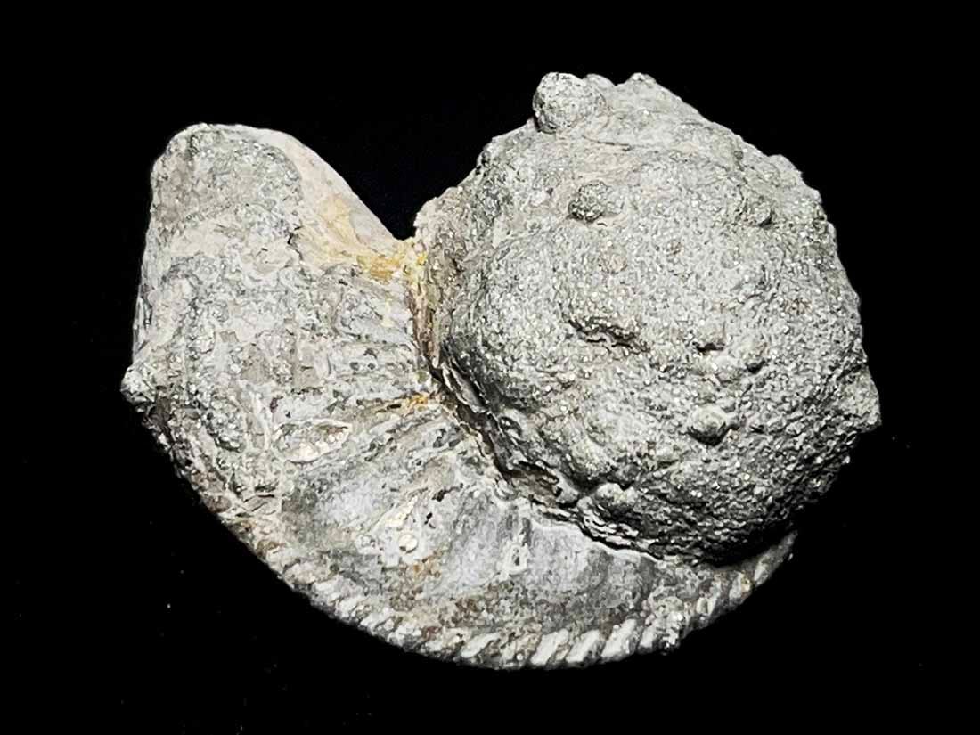 ロシア産 パイライト化したアンモナイト化石　/　Pyrite pseudomorph after Ammonite