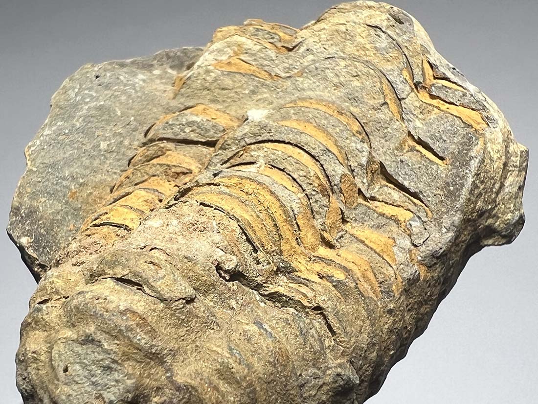 モロッコ産三葉虫化石 ノジュール/Trilobite Calymene nodule