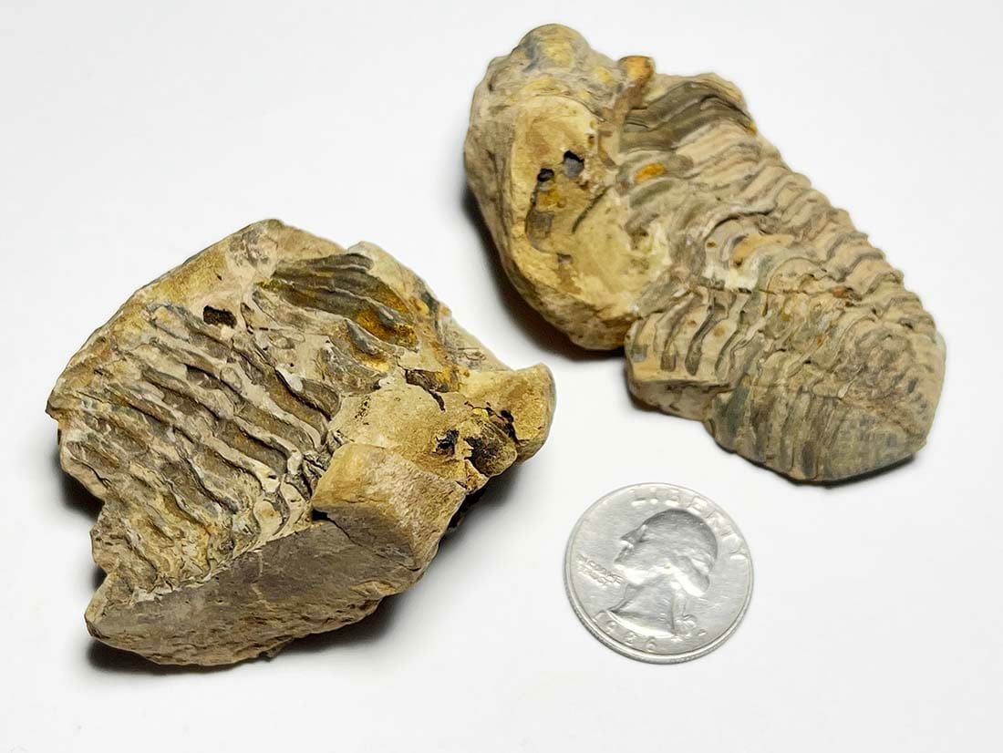 モロッコ産三葉虫化石 ノジュール/Trilobite Calymene nodule