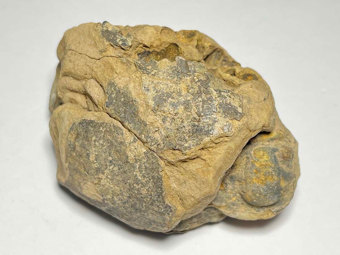 モロッコ産三葉虫化石 ノジュール/Trilobite Calymene nodule