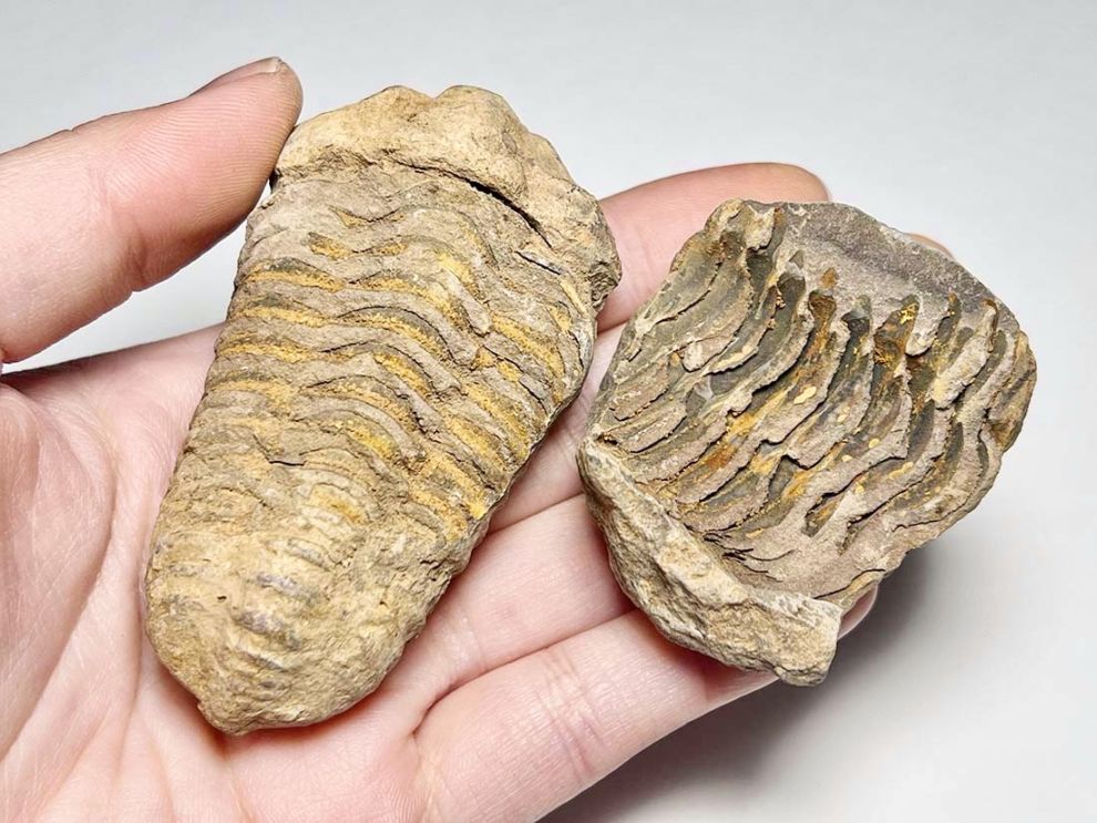 モロッコ産三葉虫化石 ノジュール/Trilobite Calymene nodule