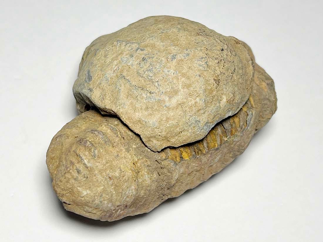 モロッコ産三葉虫化石 ノジュール/Trilobite Calymene nodule