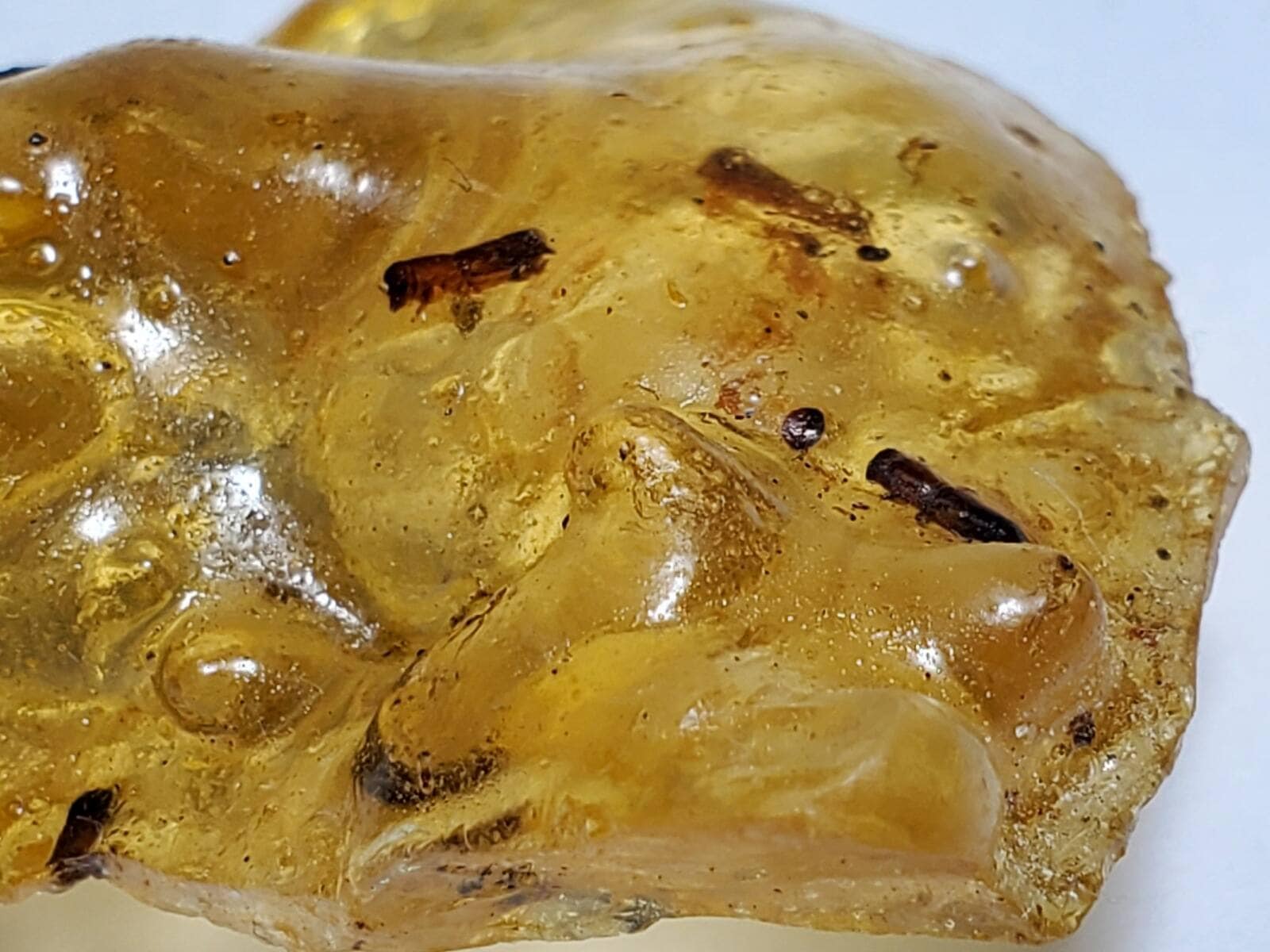 マダガスカル産 虫入りコパル / copal (Young Amber)