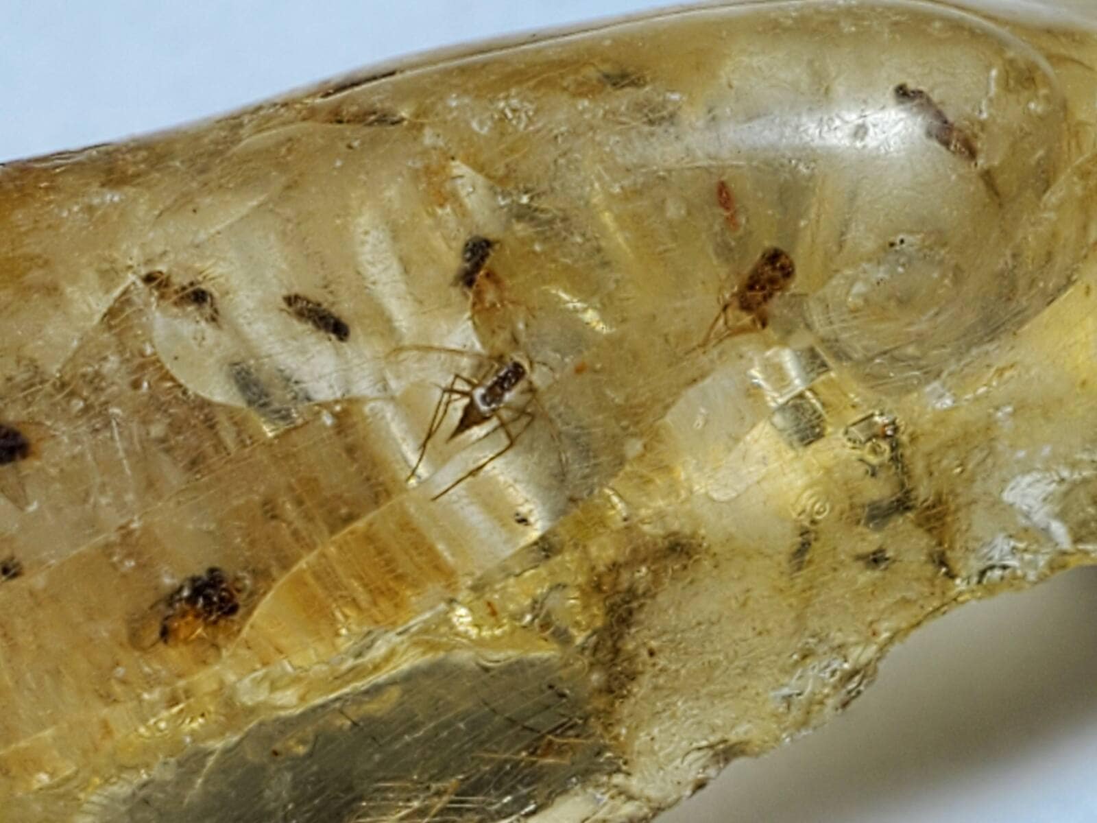 マダガスカル産 虫入りコパル / copal (Young Amber)