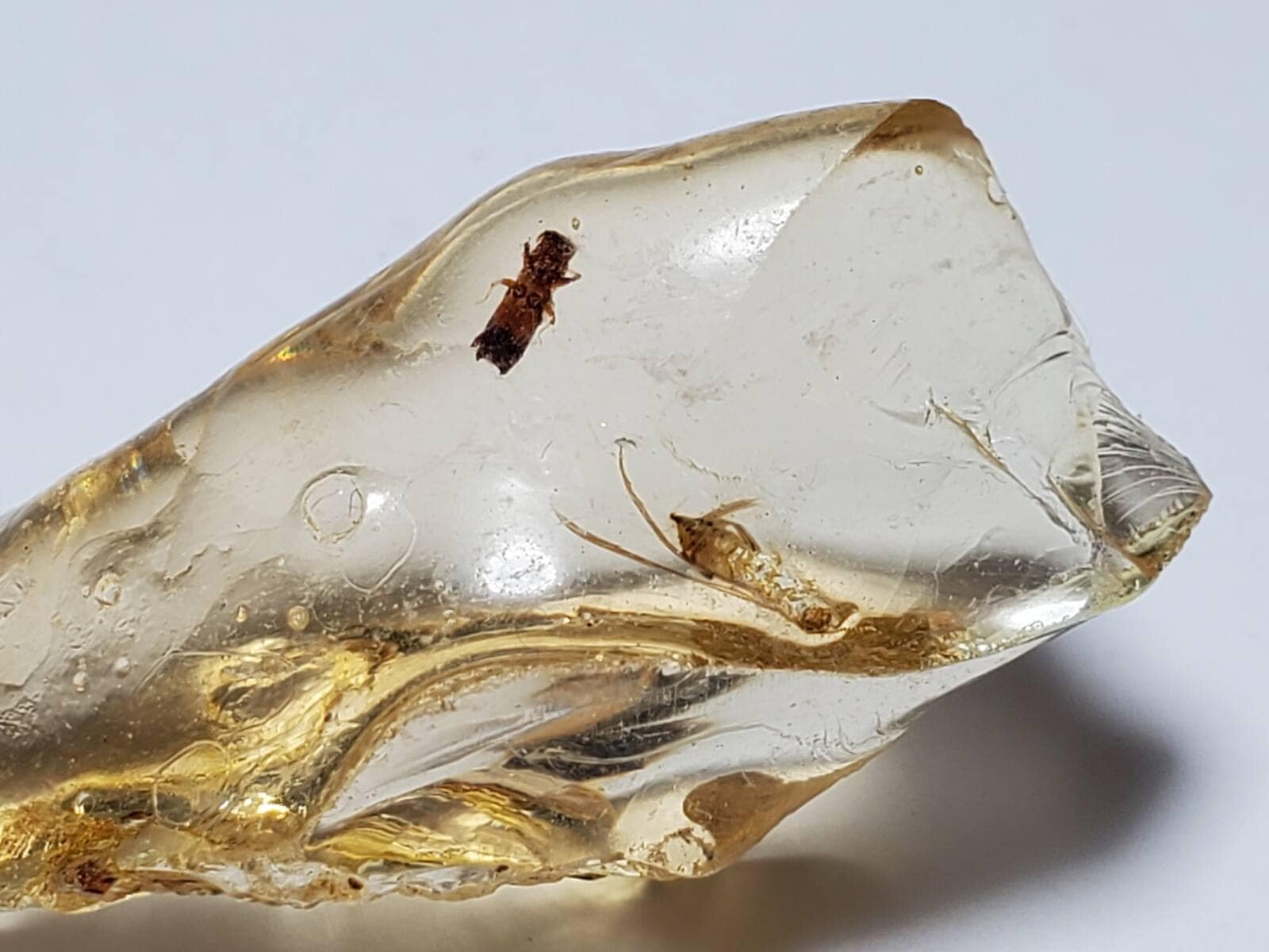 マダガスカル産 虫入りコパル / copal (Young Amber)