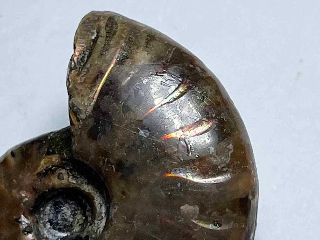 マダガスカル産 アンモナイト化石/Ammonite Cleoniceras