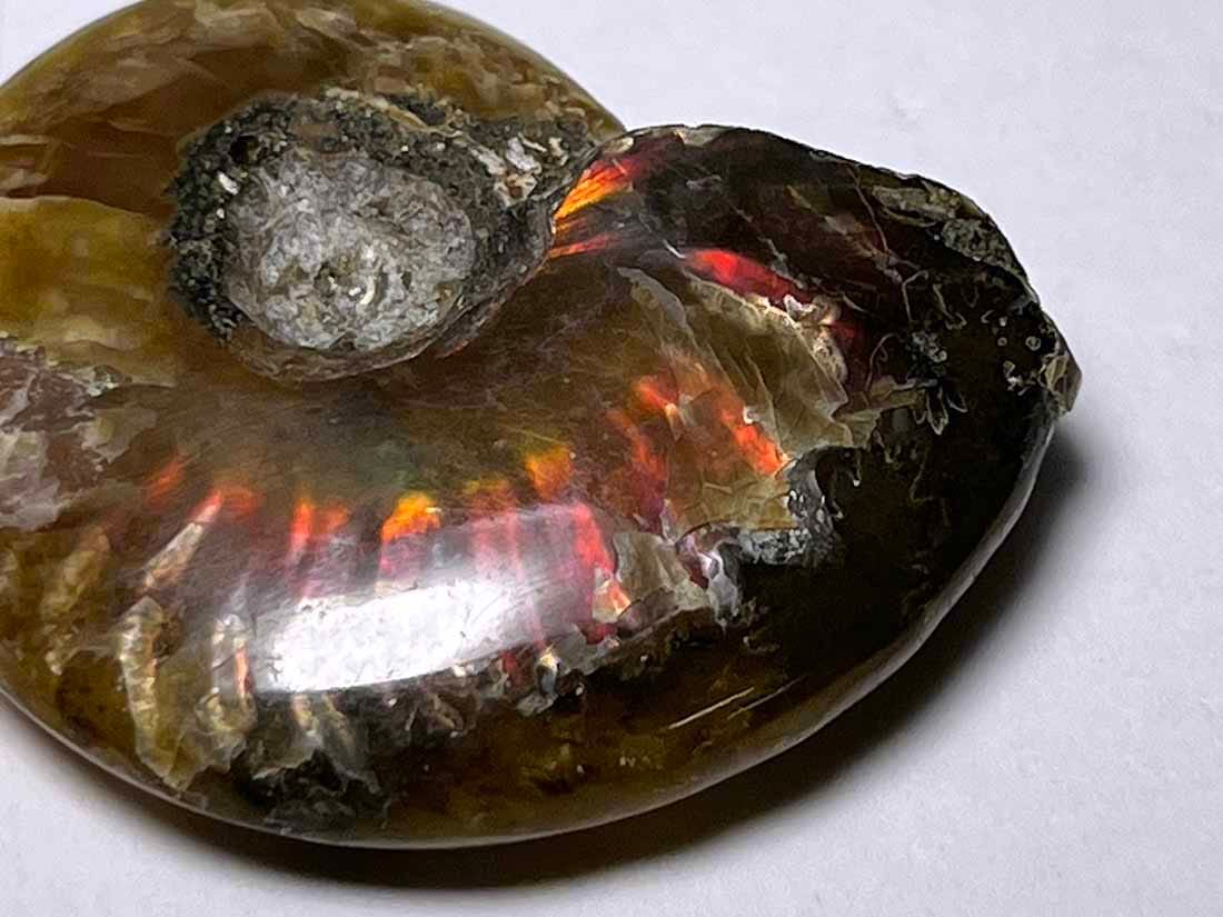 マダガスカル産 アンモナイト化石/Ammonite Cleoniceras