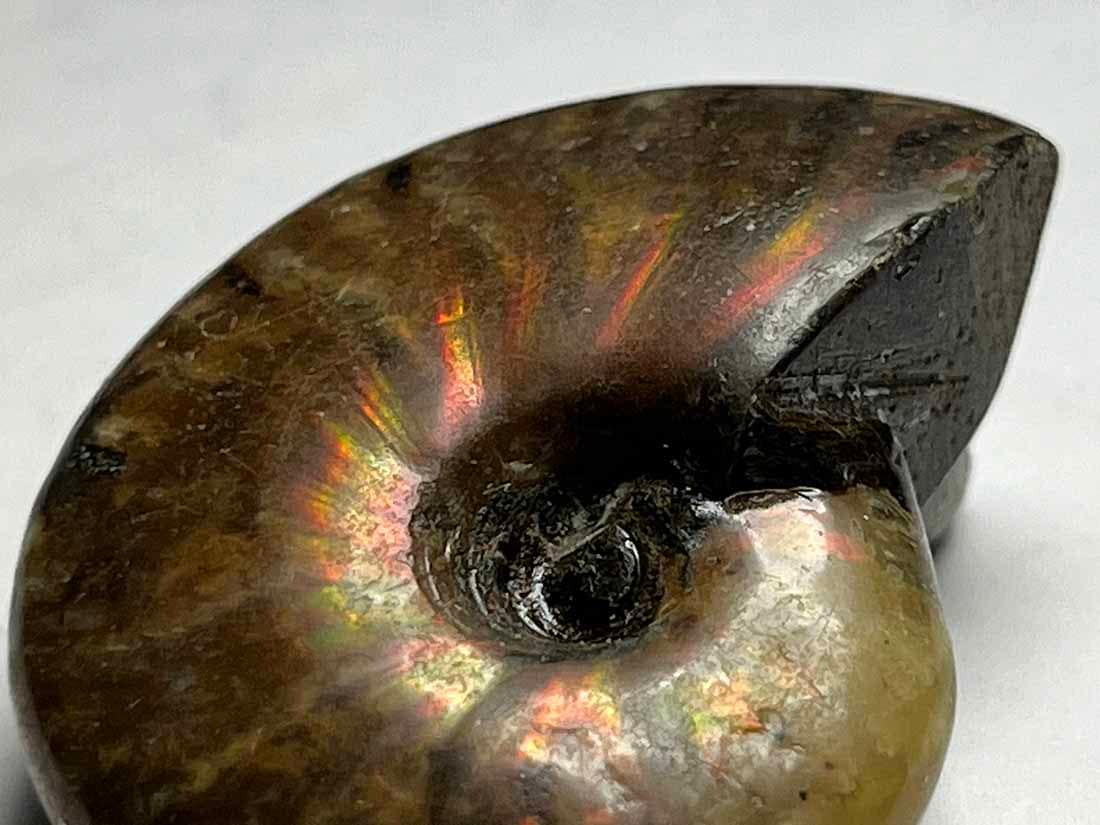 マダガスカル産 アンモナイト化石/Ammonite Cleoniceras