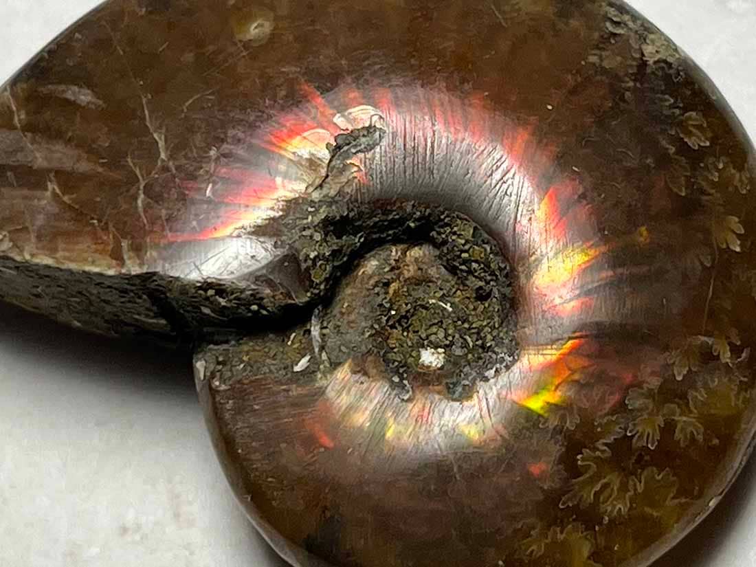 マダガスカル産 アンモナイト化石/Ammonite Cleoniceras