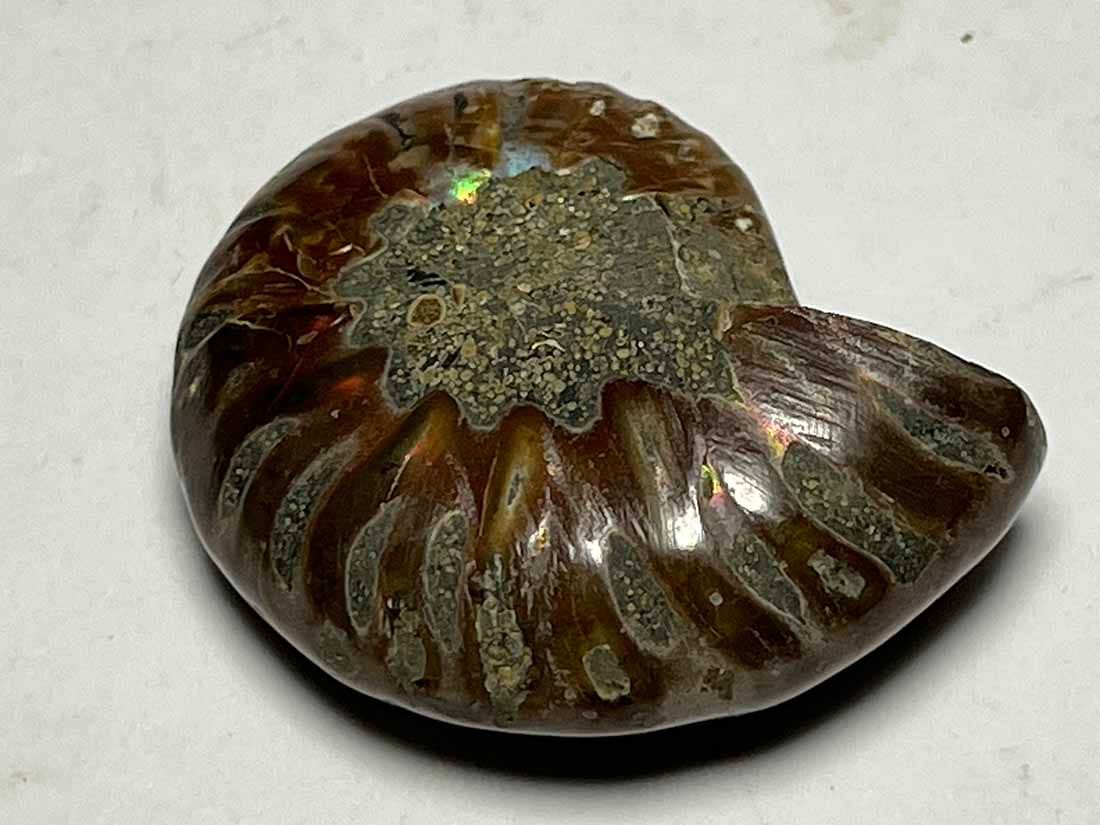 マダガスカル産 アンモナイト化石/Ammonite Cleoniceras