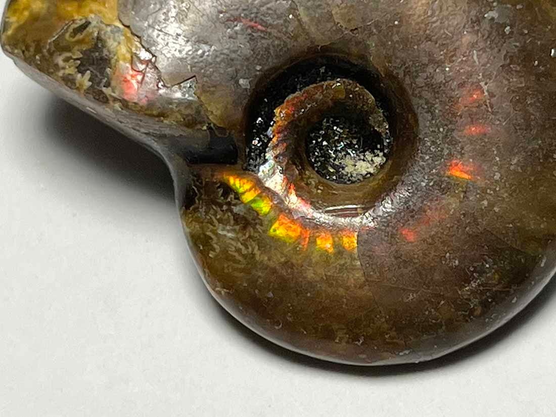 マダガスカル産 アンモナイト化石/Ammonite Cleoniceras