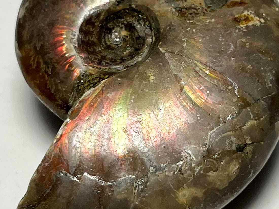 マダガスカル産 アンモナイト化石/Ammonite Cleoniceras