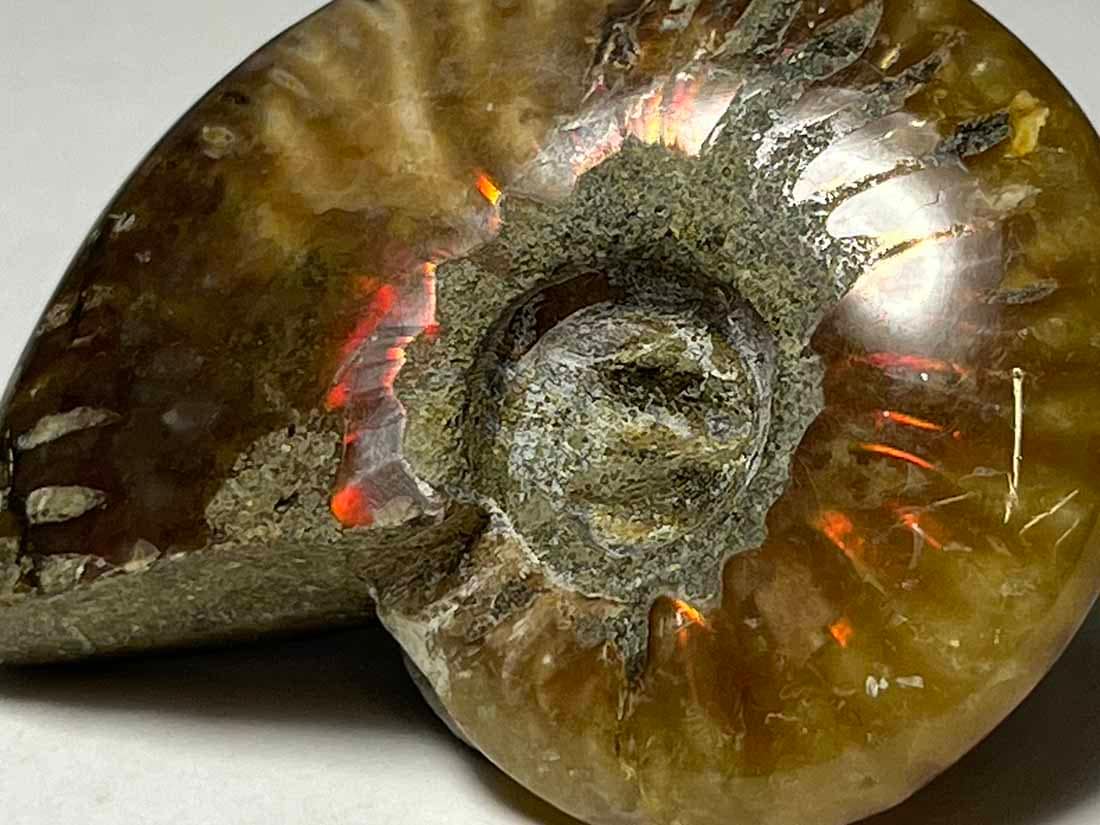 マダガスカル産 アンモナイト化石/Ammonite Cleoniceras