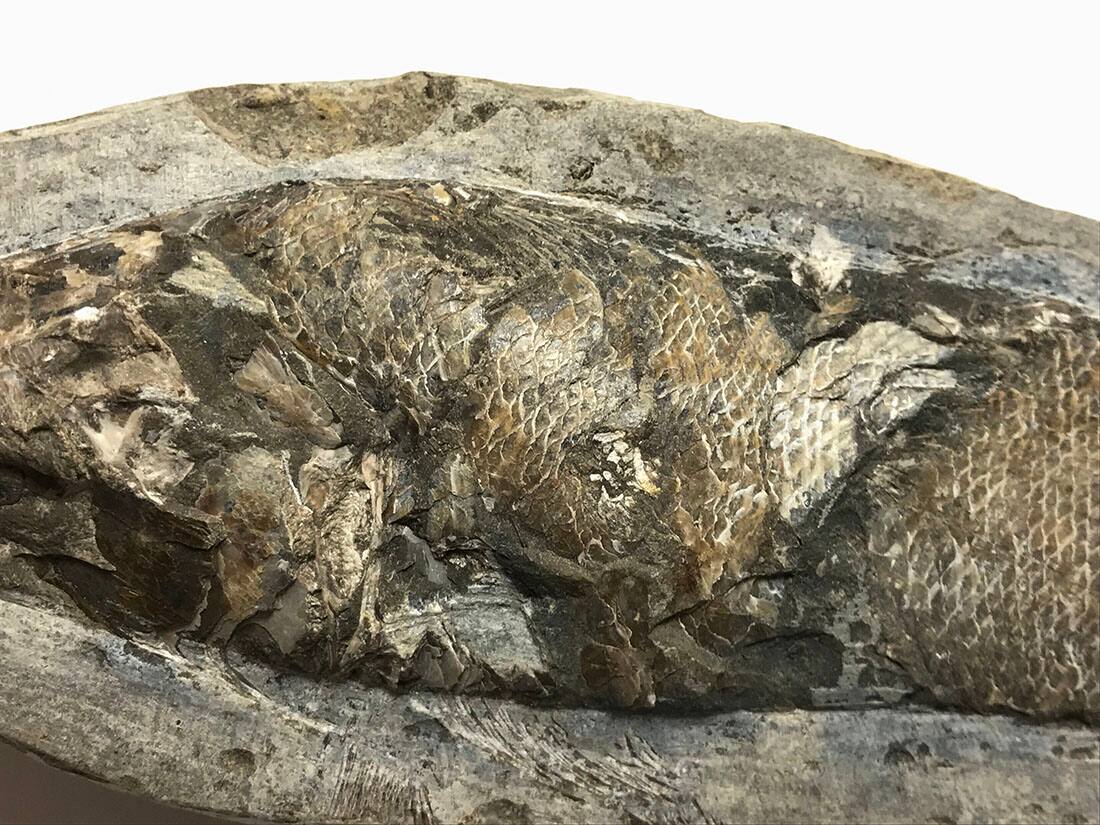 ブラジル産 古代魚(ラコレピス) 化石