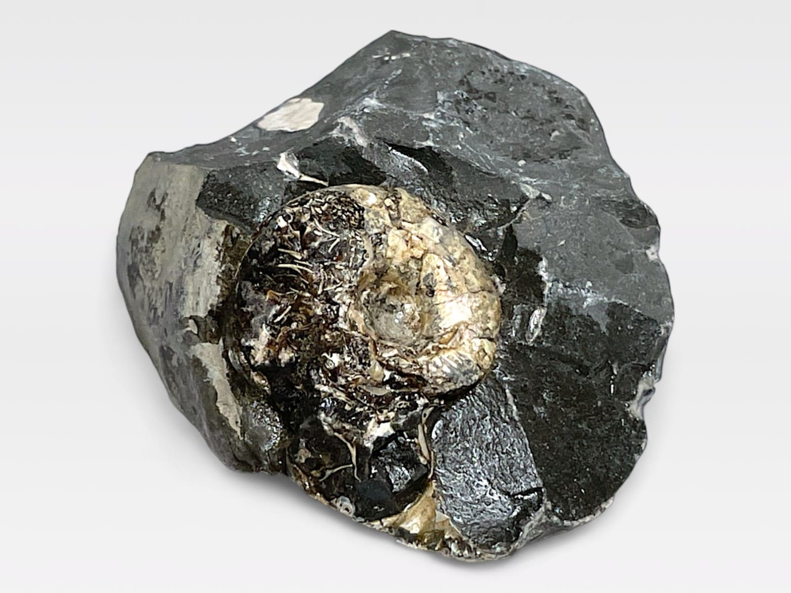 北海道産　アンモナイト　化石 直径21cm 厚12.5cmの分厚い、北海道産アンモナイト(Ammonite