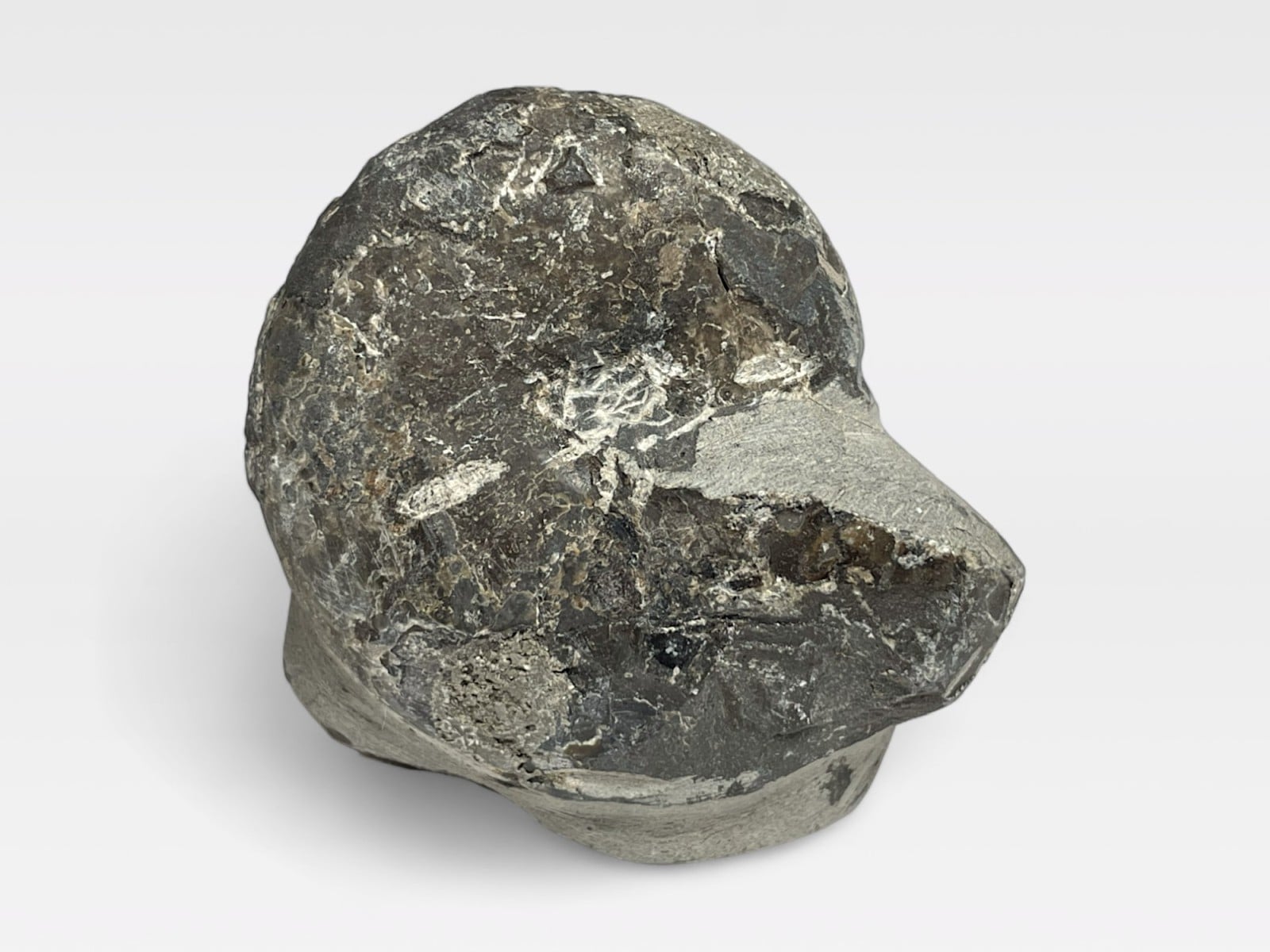 北海道産　アンモナイト　2500g置き物 アンモナイト 北海道産 巨大北海道産アンモナイト アンモナイト 販売