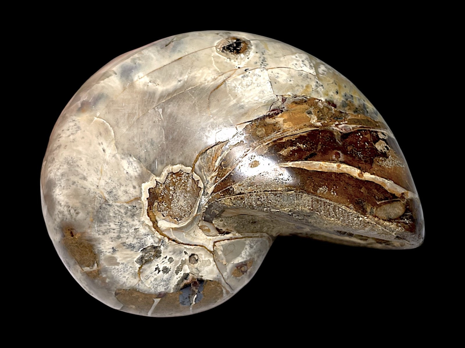 マダガスカル産 アンモナイト ( Nautilus Cymatoceras )