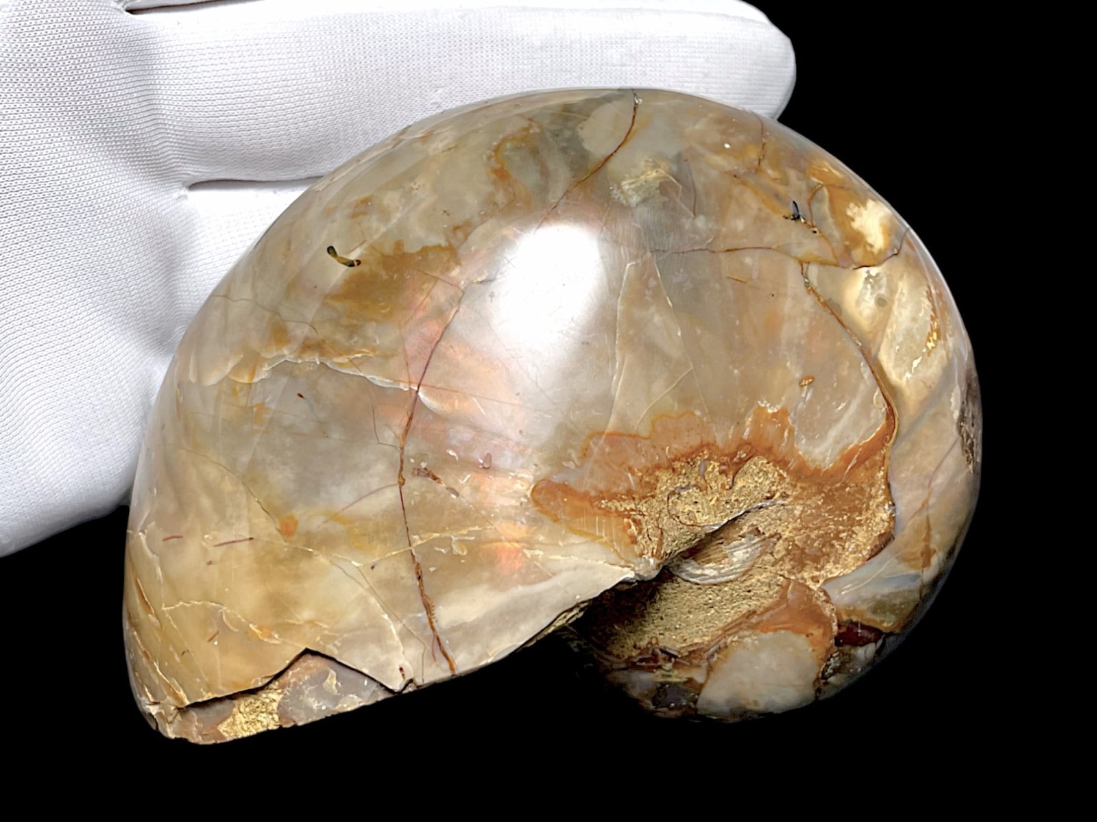 マダガスカル産 アンモナイト ( Nautilus Cymatoceras )