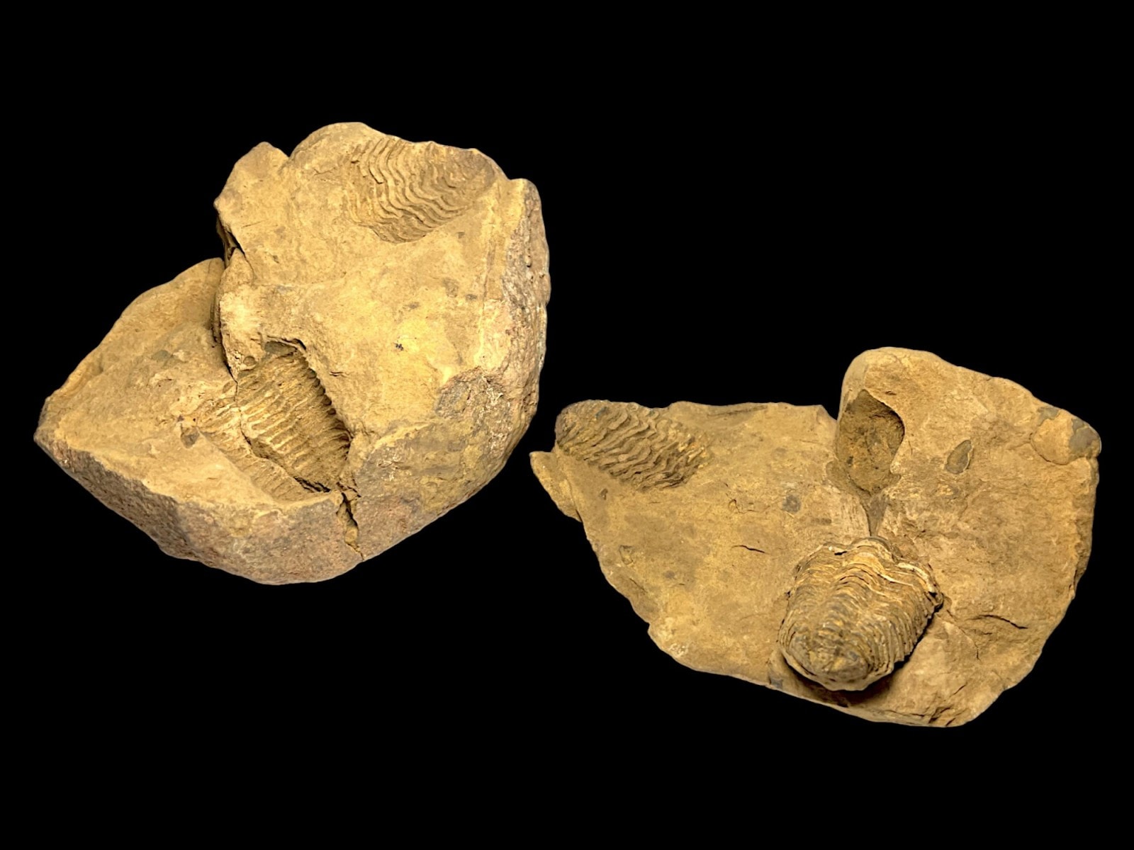 モロッコ産 三葉虫 化石 ( カリメネ )