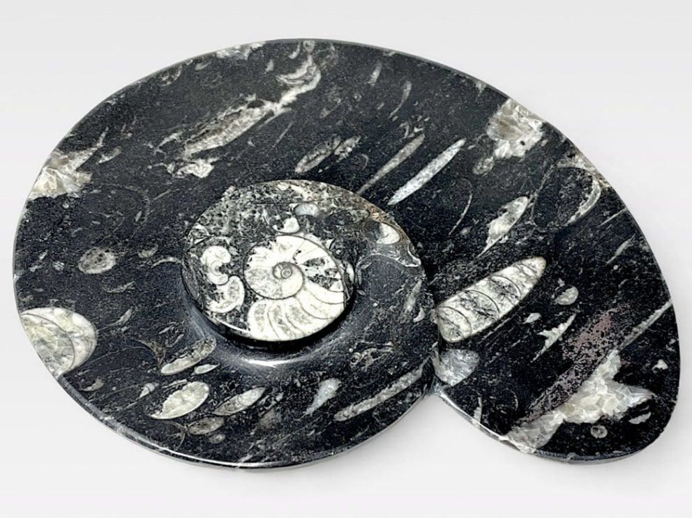 アンモナイト ディッシュ /Ammonite dish