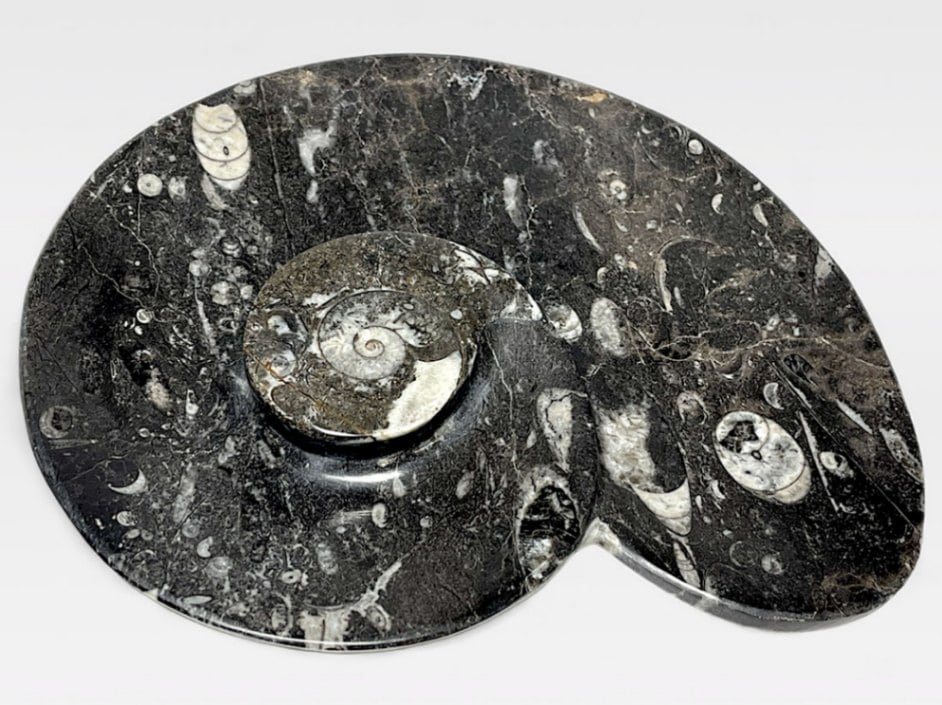 アンモナイト ディッシュ /Ammonite dish