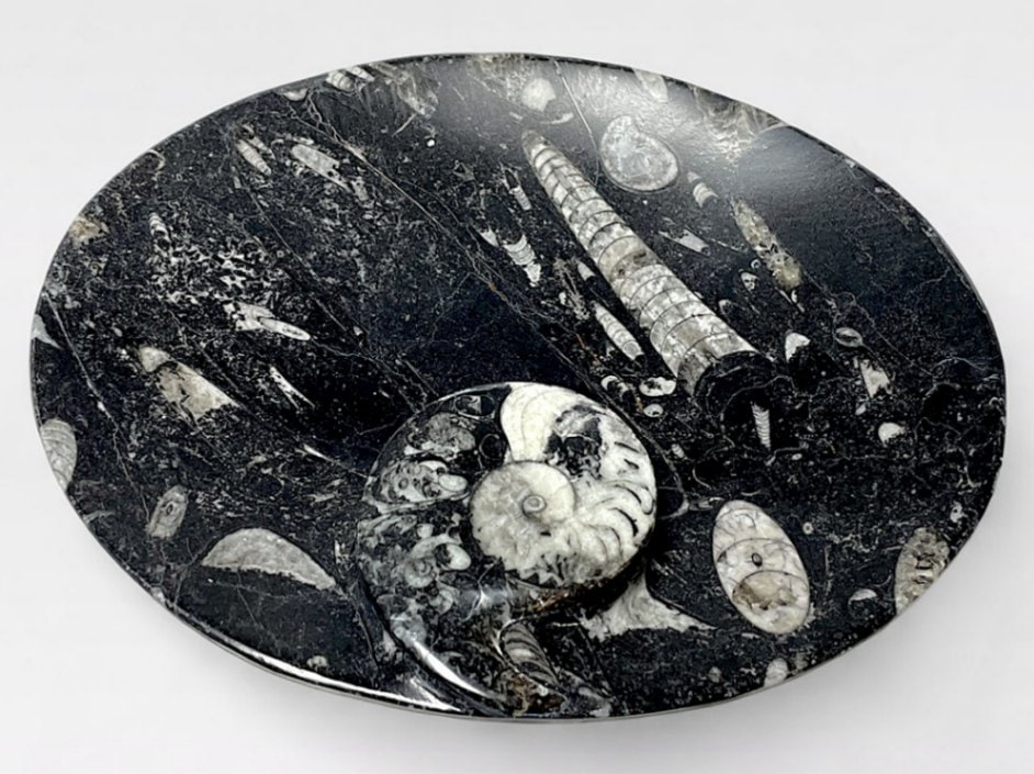 アンモナイト ディッシュ /Ammonite dish
