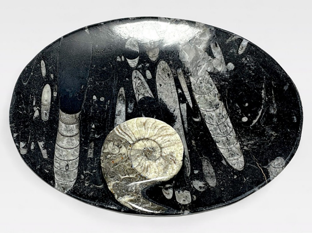 アンモナイト ディッシュ /Ammonite dish