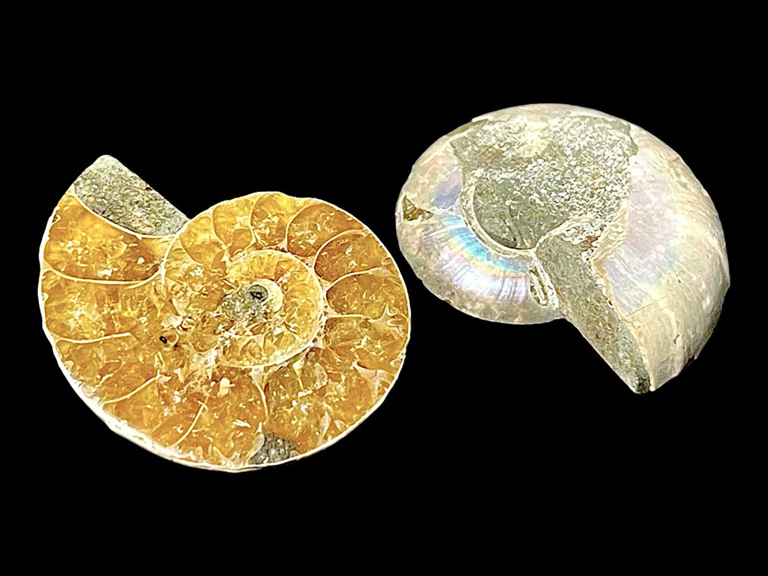 マダガスカル産アンモナイト化石ペア/Ammonite Cleoniceras Pair